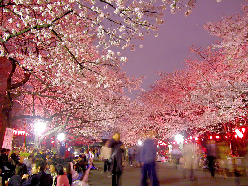 「上野公園 桜」の画像検索結果